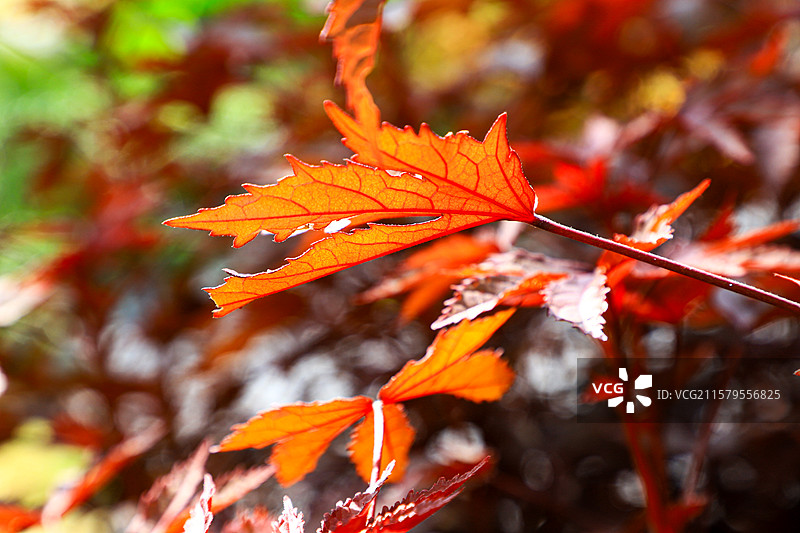 鸡爪槭图片素材