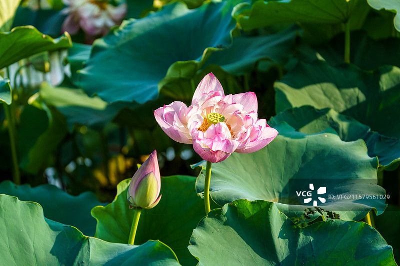 成都天府新区南湖公园中的红莲花图片素材