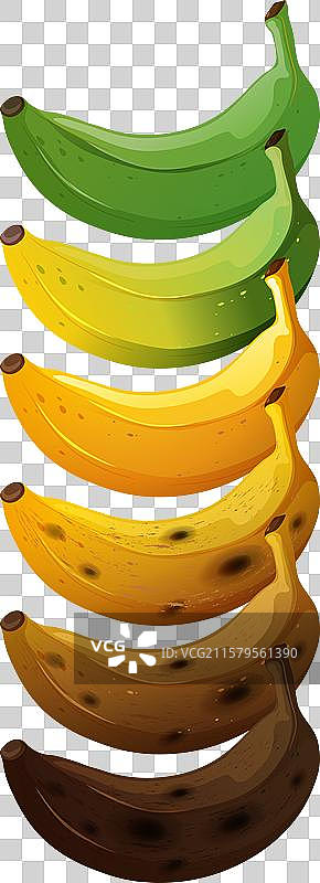 bananas transitioning from green to brown图片素材