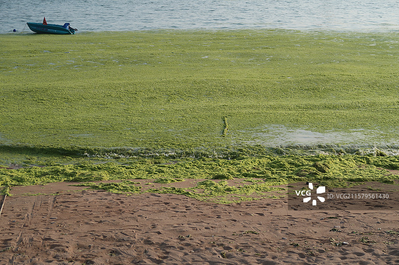 青岛小麦岛海边绿藻藻类图片素材