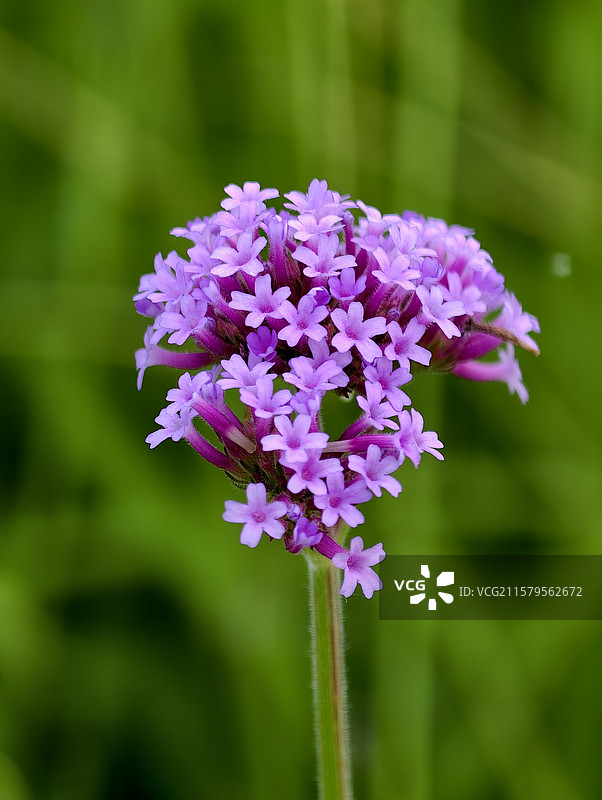湖南株洲·清水塘城市公园·马鞭草花海图片素材