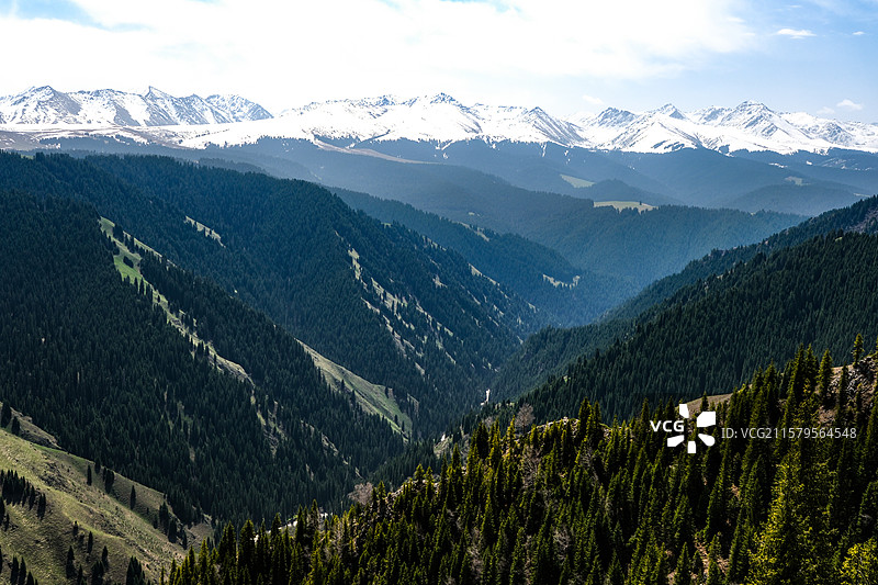 中国新疆伊犁州特克斯县喀拉峻世界自然遗产核心区，喀拉峻草原风光，喀拉峻库尔代森林大峡谷风光，野百合图片素材