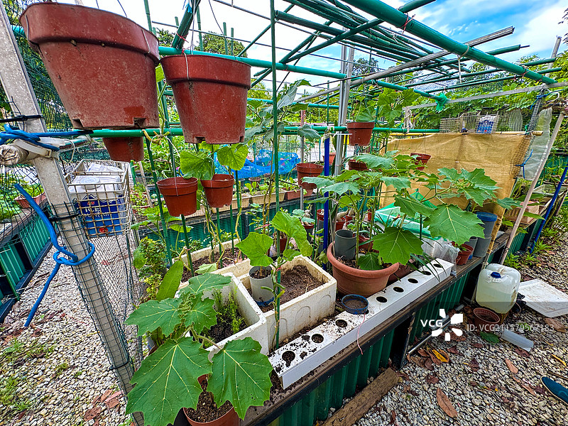 新加坡裕廊东花园温室大棚里的植物图片素材