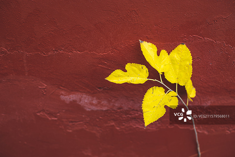 中国非都市风光拍摄主题，野生植物野外植物，红色围墙前黄色的树叶子，户外白昼无人图像摄影图片素材