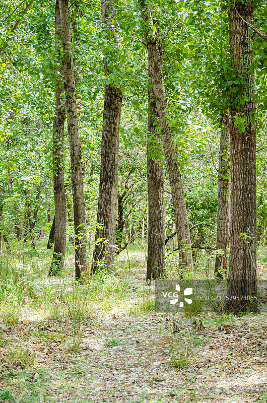 中国野生植物拍摄主题，春天步行道路土路地面铺满了像白雪花柳絮杨絮，户外白昼无人图像摄影图片素材