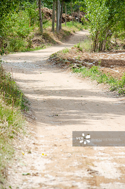 中国野生植物拍摄主题，春天步行道路土路地面铺满了像白雪花柳絮杨絮，户外白昼无人图像摄影图片素材