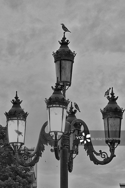 众鸟瞰云天图片素材