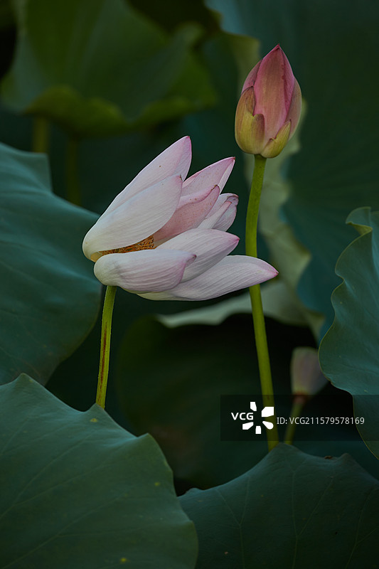 安徽省芜湖市弋江区三湖一坝生态湿地公园荷塘图片素材