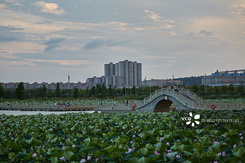 安徽省芜湖市弋江区三湖一坝生态湿地公园荷塘图片素材