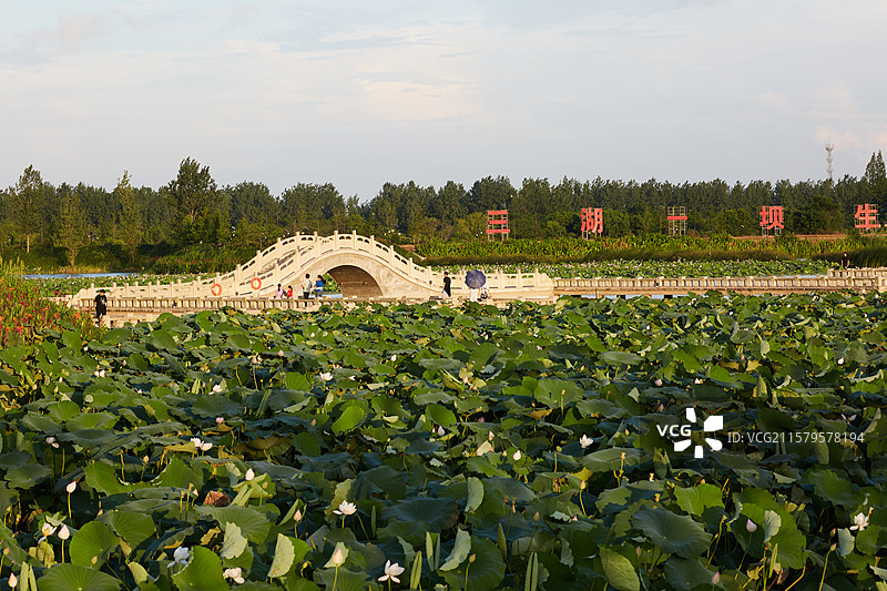 安徽省芜湖市弋江区三湖一坝生态湿地公园荷塘图片素材