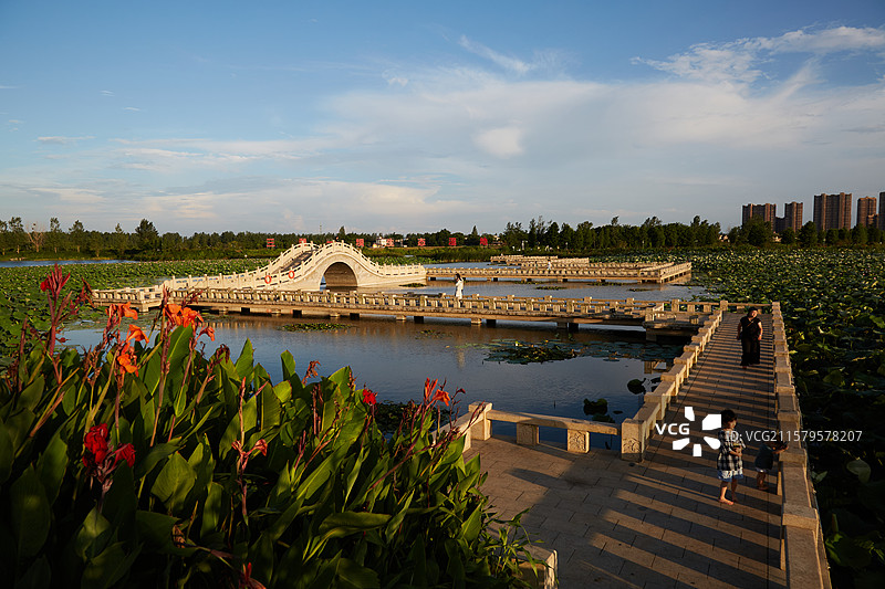 安徽省芜湖市弋江区三湖一坝生态湿地公园荷塘图片素材