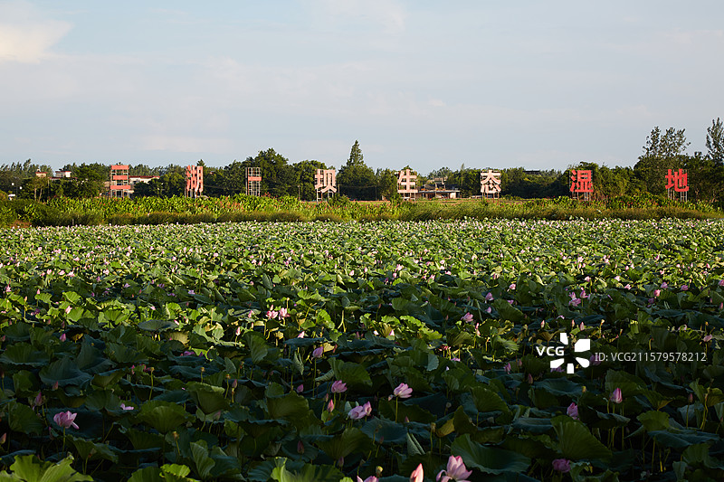 安徽省芜湖市弋江区三湖一坝生态湿地公园荷塘图片素材