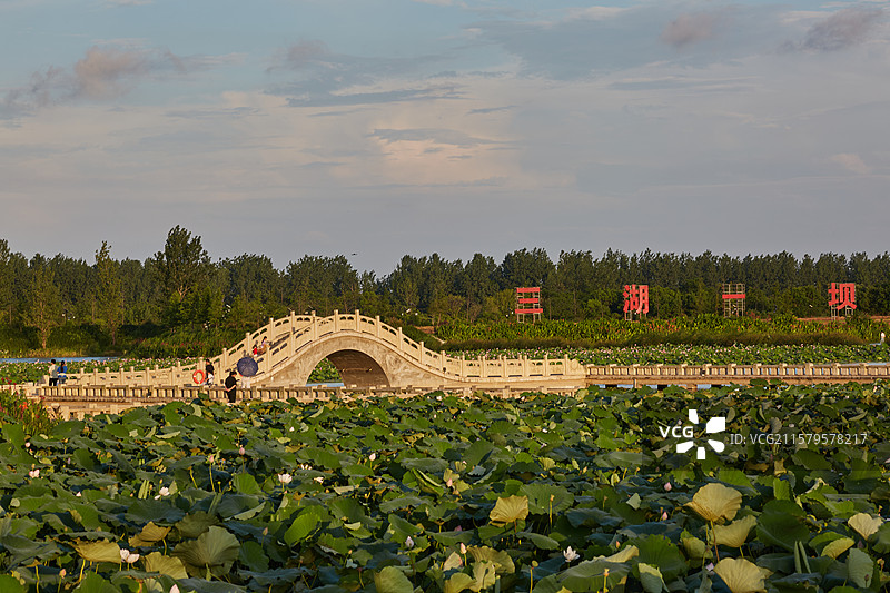 安徽省芜湖市弋江区三湖一坝生态湿地公园荷塘图片素材