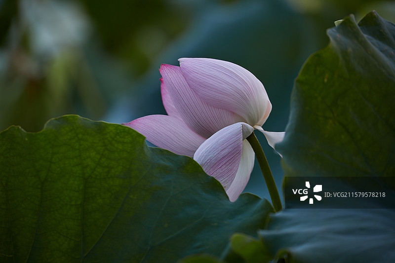 安徽省芜湖市弋江区三湖一坝生态湿地公园荷塘图片素材