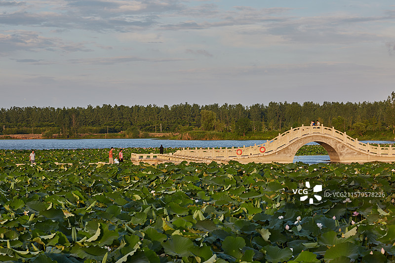 安徽省芜湖市弋江区三湖一坝生态湿地公园荷塘图片素材