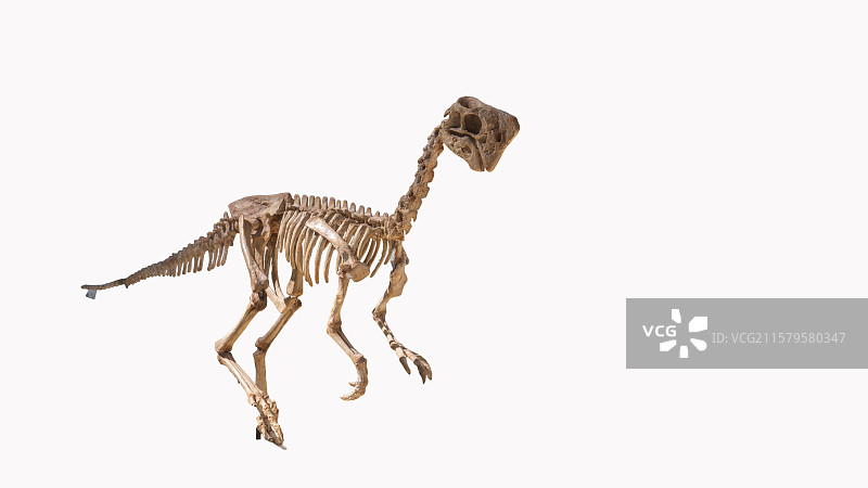 上海自然博物馆---窃蛋龙（晚白垩世）图片素材