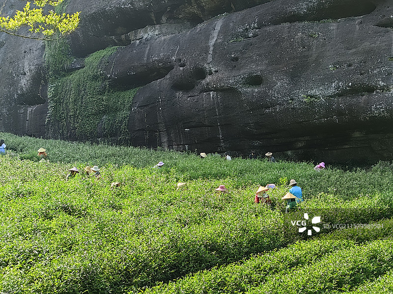 福建武夷山有机茶园采茶场景图片素材
