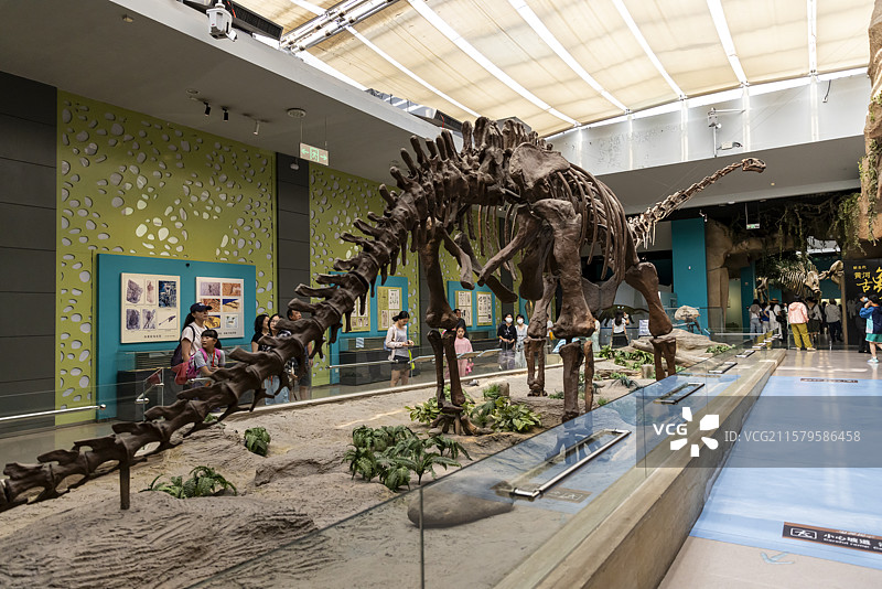 甘肃省博物馆馆藏恐龙化石图片素材