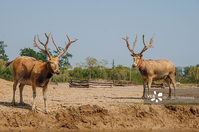 盐城 中华麋鹿园图片素材