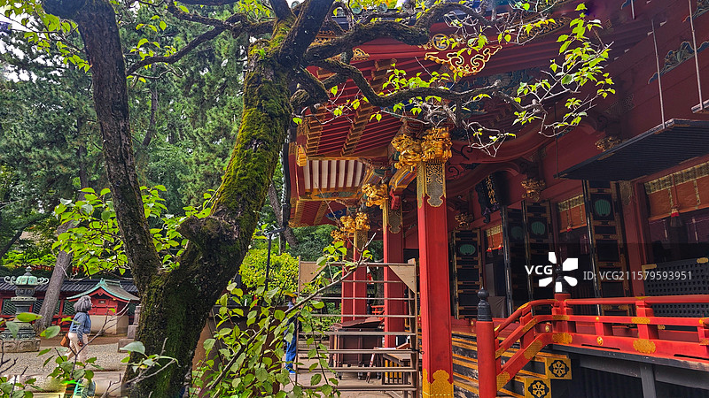 东京根津神社，历史超 1900 年，为东京十社之一，江户建筑保存完好，杜鹃花海美，还有文豪古迹，魅力图片素材