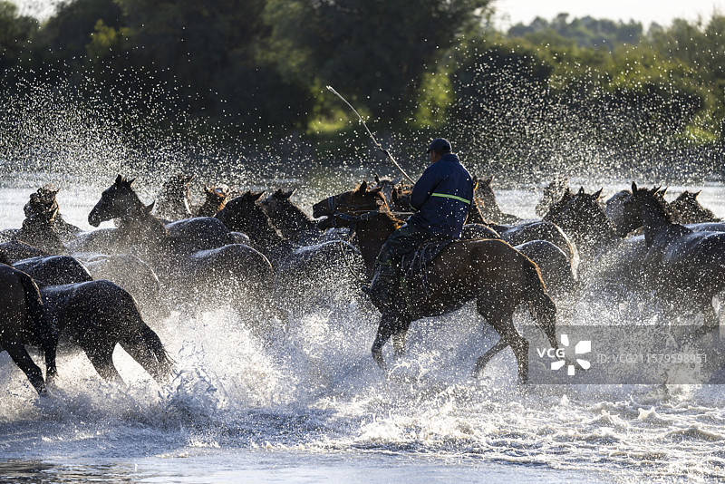 新疆昭苏天马浴河奔腾的马群图片素材