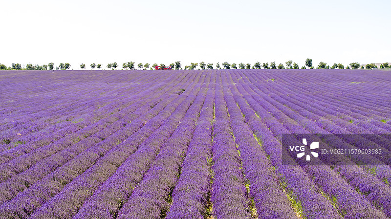 新疆伊犁天山花海薰衣草花海航拍图片素材