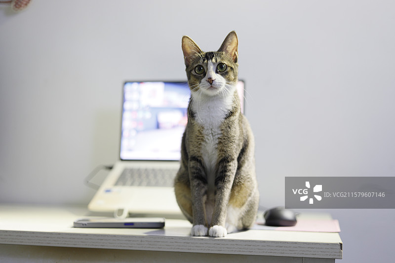一只猫坐在电脑桌上图片素材