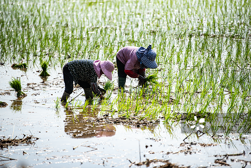 水田间两个戴着帽子插秧的妇女图片素材