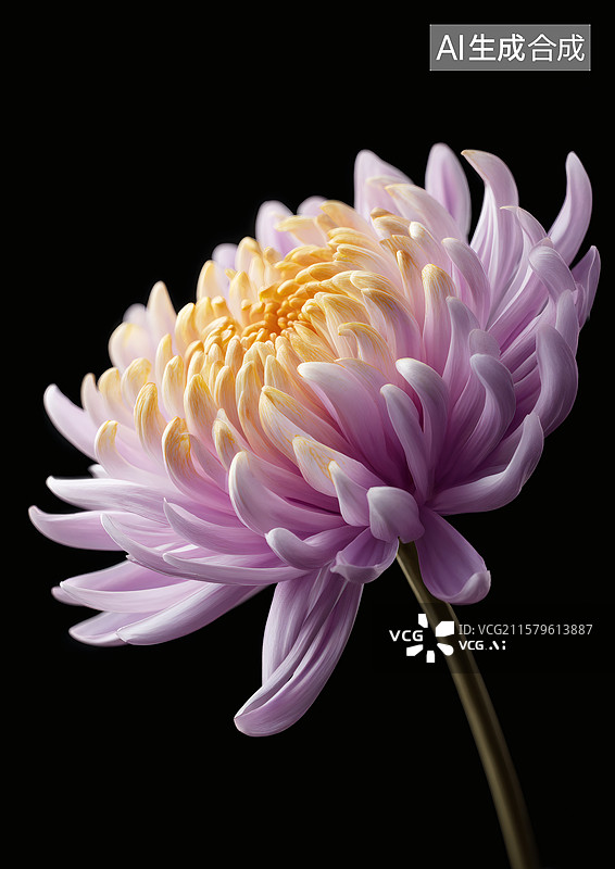 【AI数字艺术】一朵紫色的菊花特写图片素材