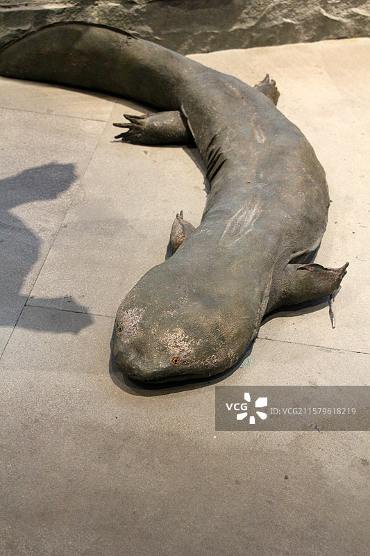 上海自然博物馆 —— 中国大鲵图片素材