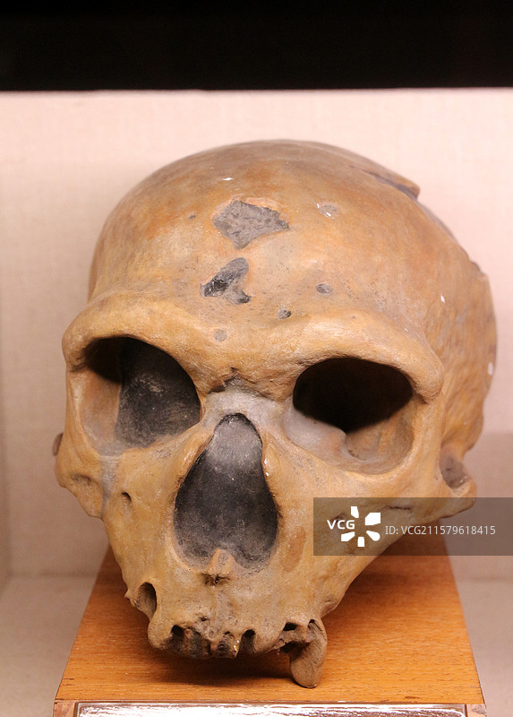 上海自然博物馆 —— 早期智人头骨图片素材