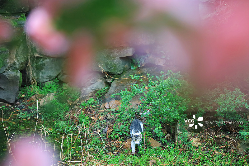 春日惠山古镇碧山吟社花猫嬉戏粉山茶图片素材