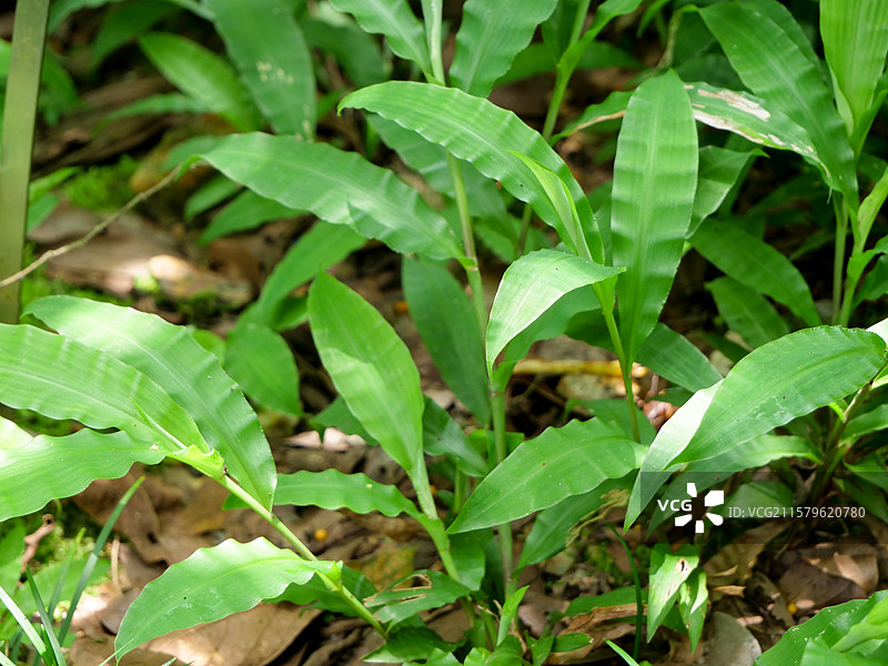 中药草商用实拍图 三七姜土田七姜亚科 翠绿叶片药用植物图片素材