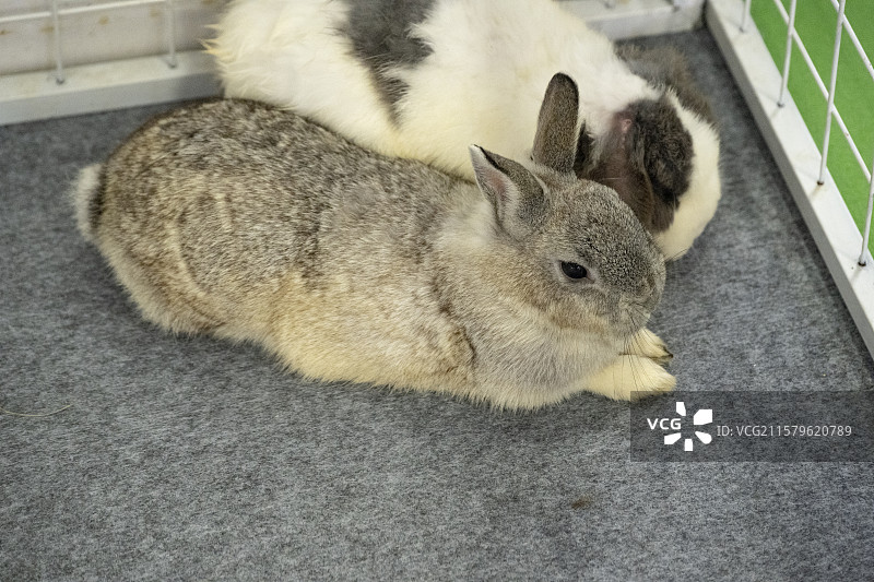 灰兔与白兔的亲密互动图片素材