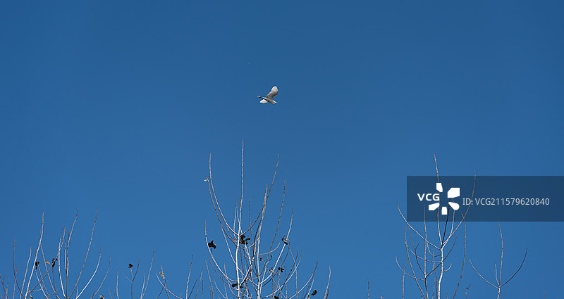 晴朗蓝天下一只鸟飞过树顶图片素材