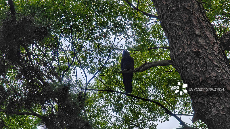 东京根津神社，历史超 1900 年，为东京十社之一，江户建筑保存完好，杜鹃花海美，还有文豪古迹，魅力图片素材