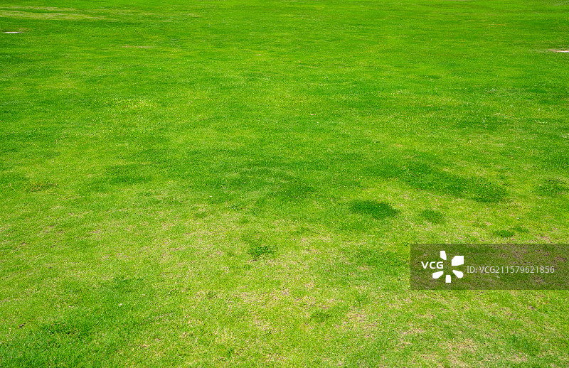 绿色大草坪背景图图片素材