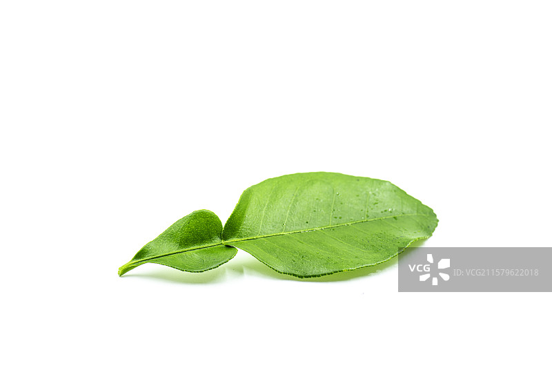 柚子叶图片素材