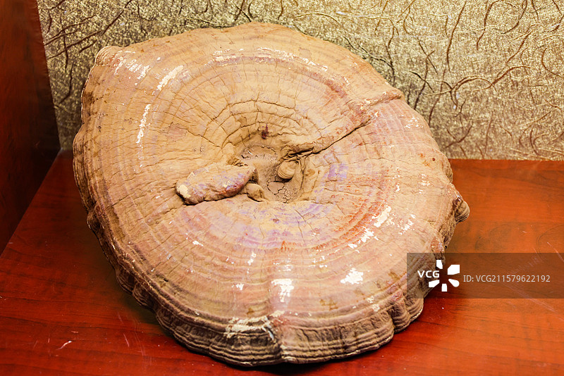 中药材长白山灵芝和人参野山参图片素材