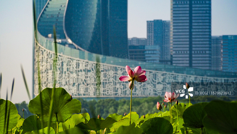 合肥天鹅湖公园图片素材