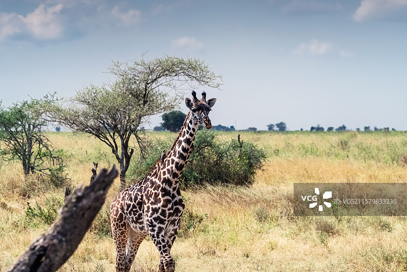 塞伦盖蒂国家公园，长颈鹿图片素材
