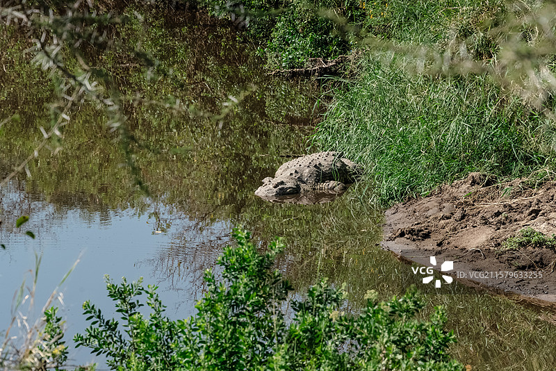 塞伦盖蒂国家公园，水中的鳄鱼图片素材