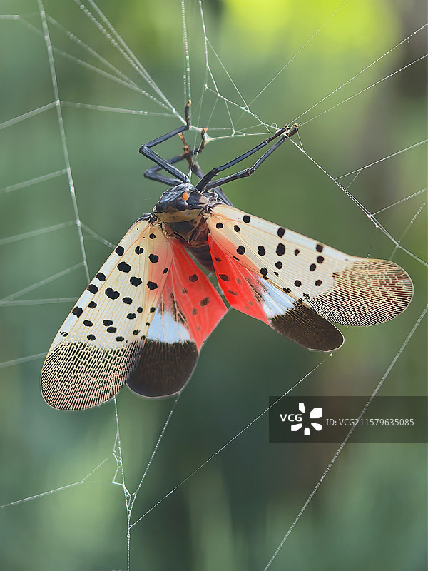 落入蛛网的斑衣蜡蝉图片素材