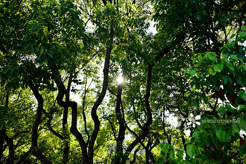 夏日透过树叶的阳光，夏季，高温天，炎炎夏日，上海世纪公园图片素材