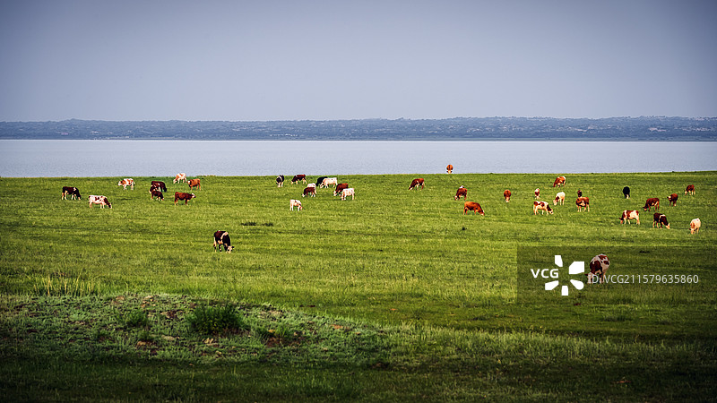 西岸牧场图片素材