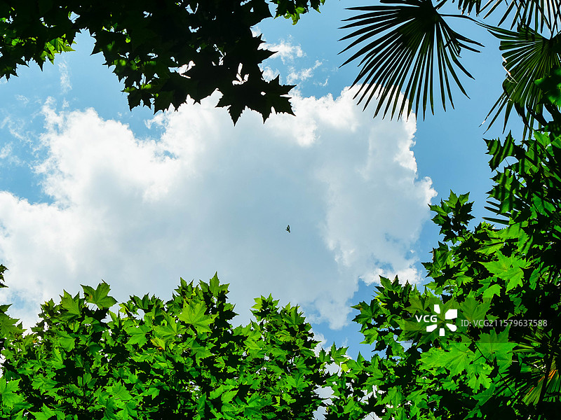 振翅飞翔的蝴蝶蝴蝶的翅膀图片素材