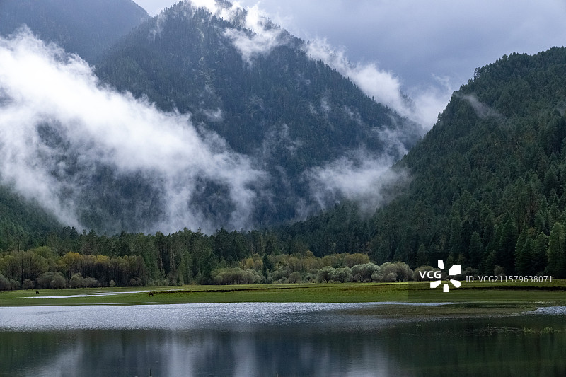 西藏波密县岗云杉林美丽风光图片素材