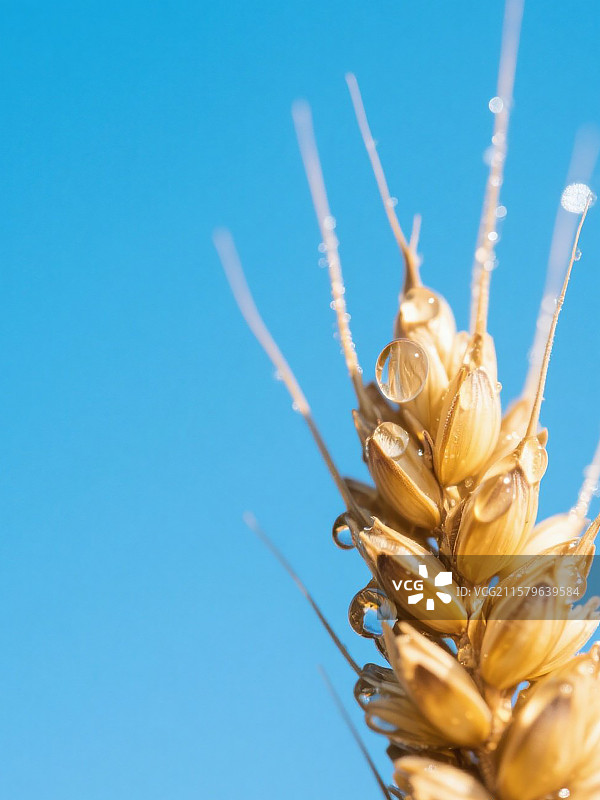 麦穗尖上的雨水滴图片素材