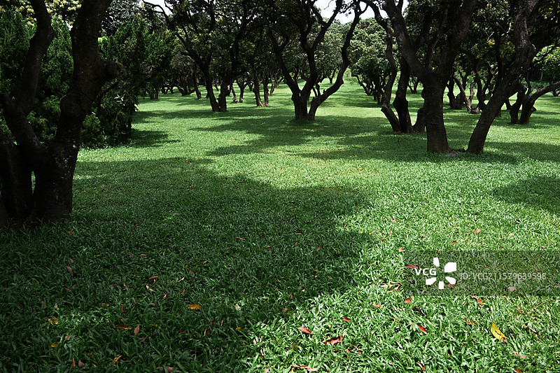 深圳中山公园的森林草地图片素材