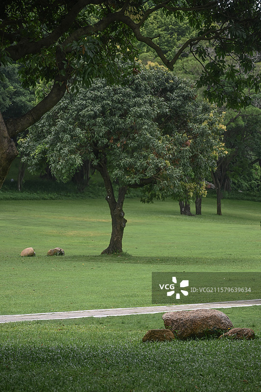 深圳中山公园的森林草地图片素材